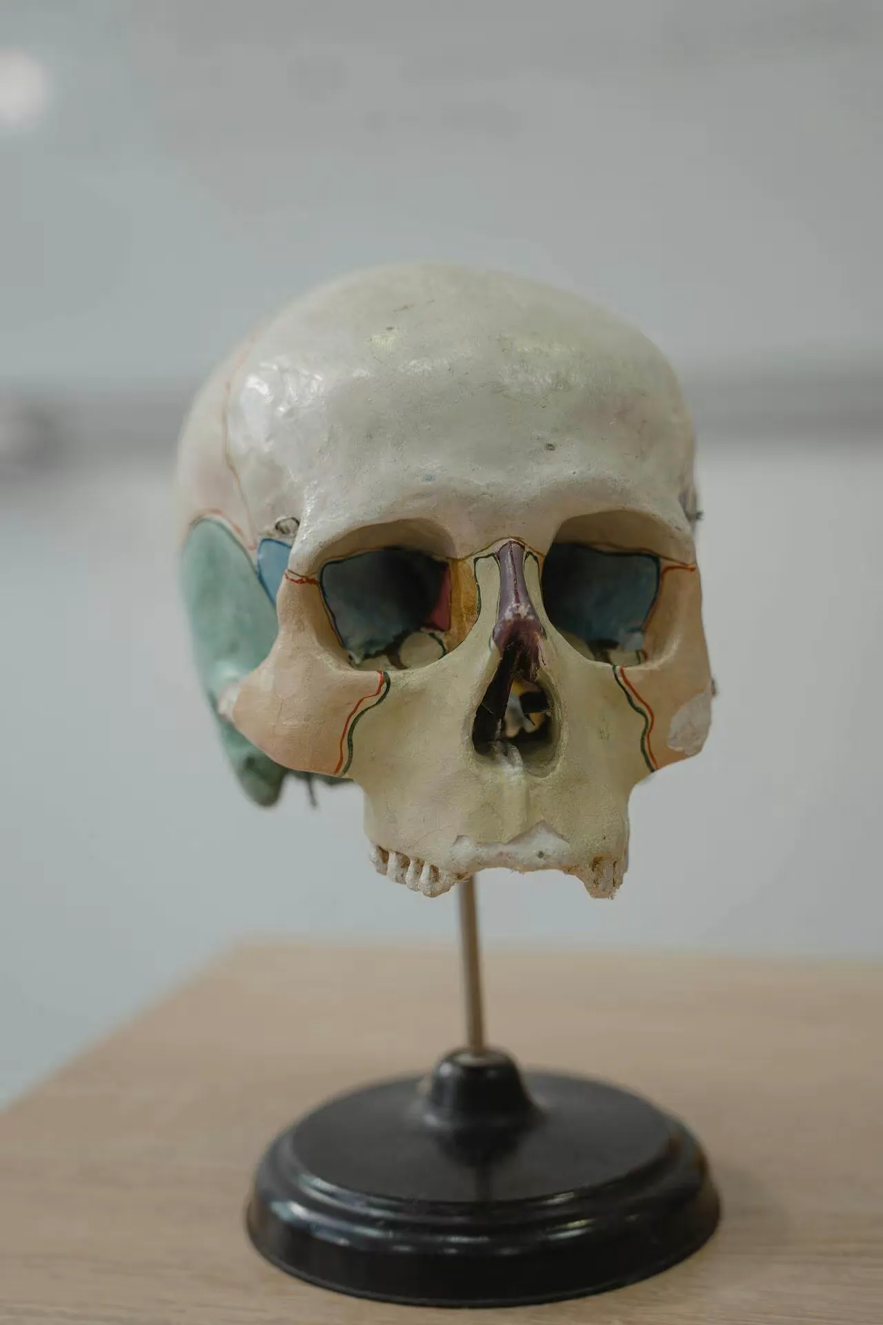 Skull figure being displayed for studying